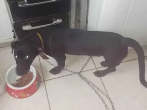 Cachorro raça Labrador idade 2 a 6 meses nome Thor
