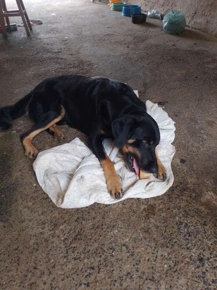 Cachorro raça SRD-ViraLata idade 3 anos nome Negao
