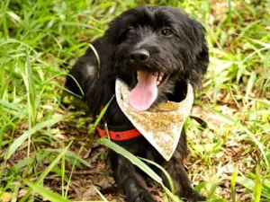 Cachorro raça SRD-ViraLata idade 2 anos nome Jimmy