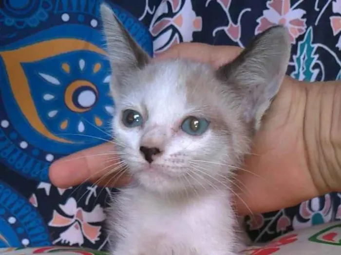 Gato ra a SRD-ViraLata idade 2 a 6 meses nome JANNE