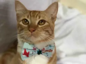 Gato raça SRD-ViraLata idade 1 ano nome Pedro