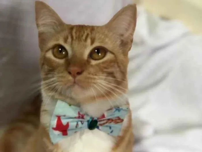 Gato raça SRD-ViraLata idade 1 ano nome Pedro