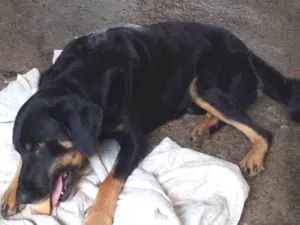 Cachorro raça SRD-ViraLata idade 3 anos nome Negao