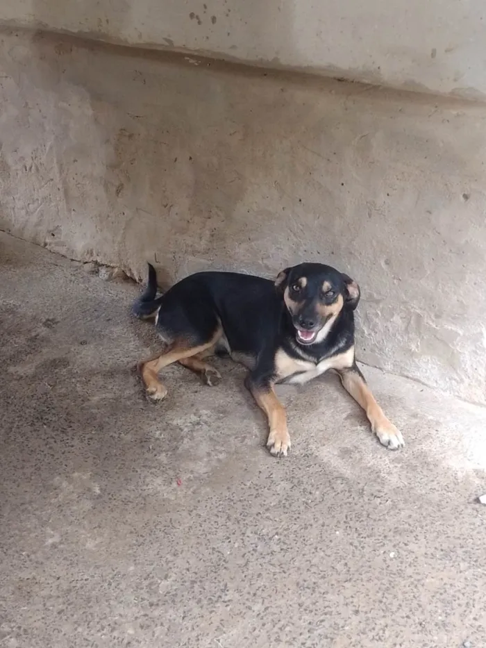 Cachorro ra a SRD-ViraLata idade 3 anos nome Kichute 