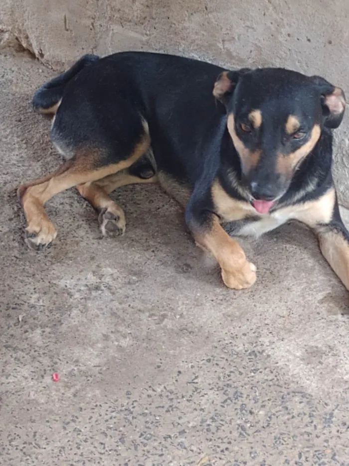 Cachorro raça SRD-ViraLata idade 3 anos nome Kichute 