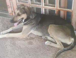 Cachorro raça SRD-ViraLata idade 1 ano nome Pérola 