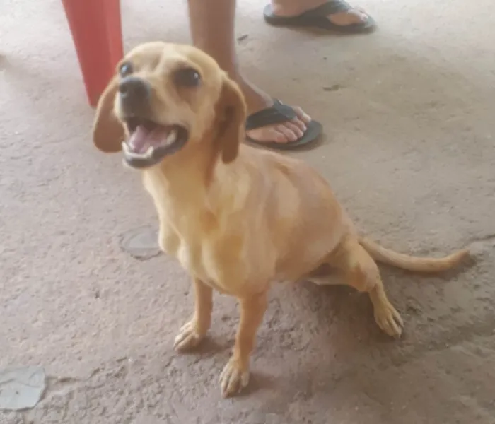 Cachorro ra a  idade 1 ano nome Cristal