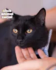 Enzo