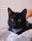 Enzo