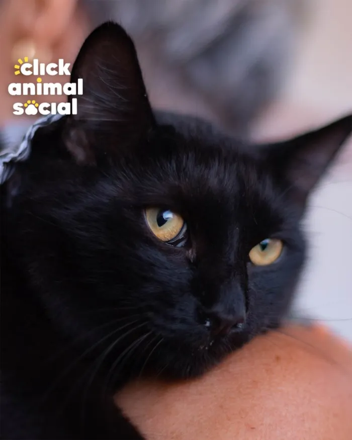Gato ra a SRD idade 1 ano nome Enzo