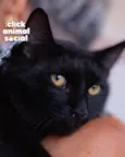Enzo