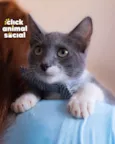 BOOBY