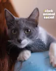 BOOBY