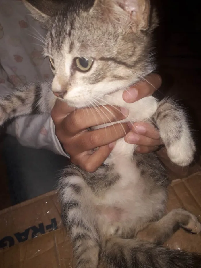 Gato raça SRD-ViraLata idade 2 a 6 meses nome Ainda não coloquei nome neles, vou deixar pra quem adotar nomear.
