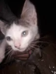 Ainda não coloquei nome neles, vou deixar pra quem adotar nomear.