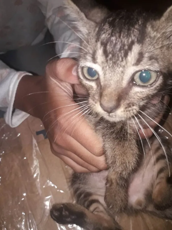 Gato raça SRD-ViraLata idade 2 a 6 meses nome Ainda não coloquei nome neles, vou deixar pra quem adotar nomear.