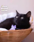 SARAH