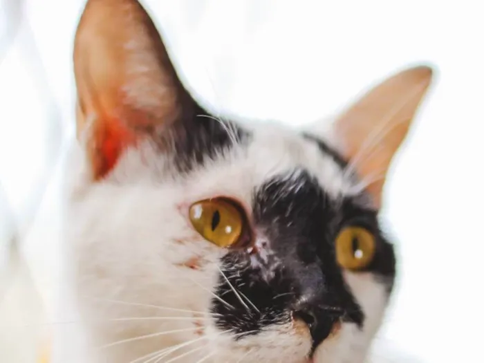 Gato ra a SRD idade 7 a 11 meses nome SELENA