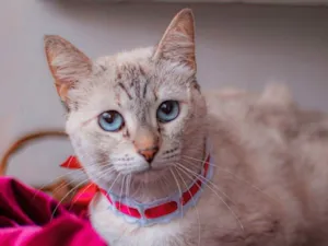 Gato raça SRD idade 1 ano nome Margarida