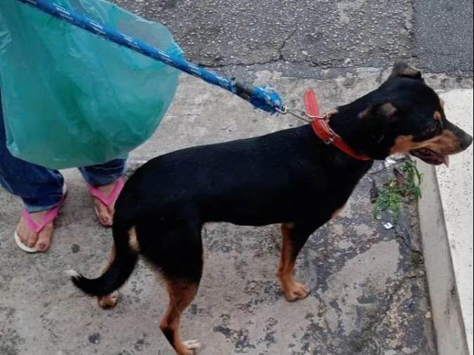 Cachorro raça Mestiça paulistinha idade 2 anos nome NINA
