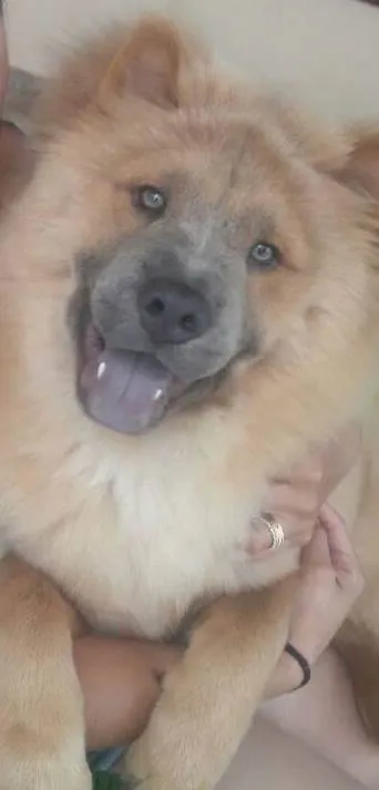 Cachorro ra a Chow Chow idade 5 anos nome Layn