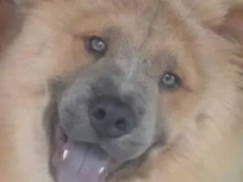 Cachorro ra a Chow Chow idade 5 anos nome Layn