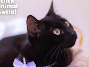 Gato raça SRD-ViraLata idade 1 ano nome SARAH