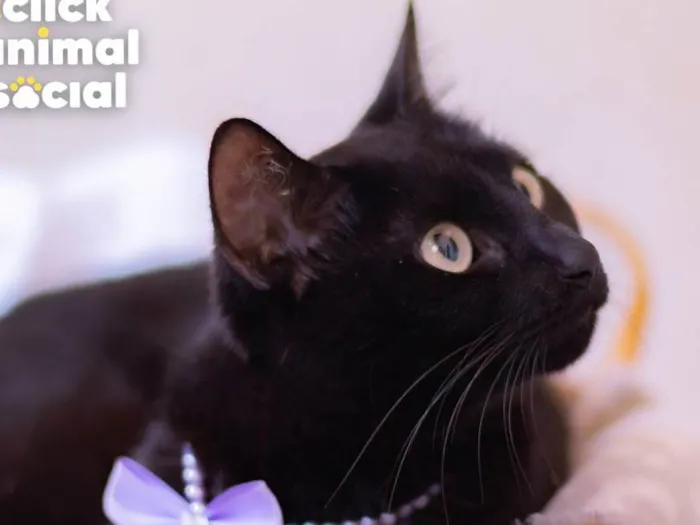 Gato ra a SRD-ViraLata idade 1 ano nome SARAH
