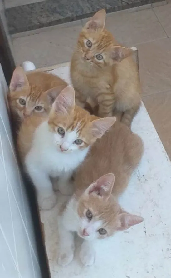 Gato ra a Não sei idade 2 a 6 meses nome Não tem