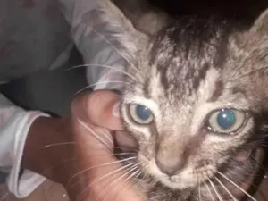 Gato raça SRD-ViraLata idade 2 a 6 meses nome Ainda não coloquei nome neles, vou deixar pra quem adotar nomear.