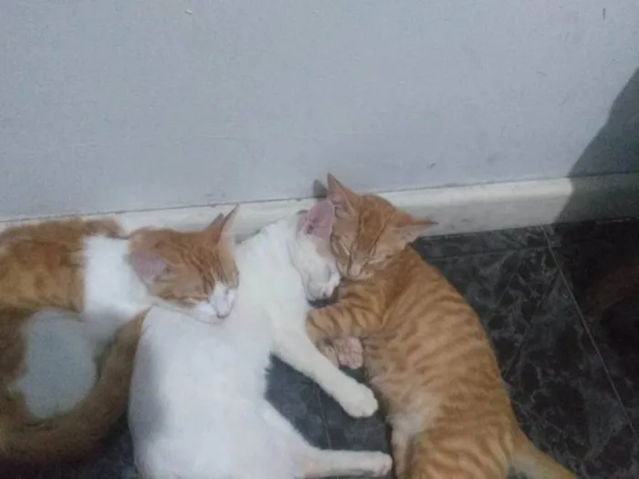 Gato ra a Não sei idade 2 a 6 meses nome Não tem