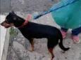 Cachorro raça Mestiça paulistinha idade 2 anos nome NINA