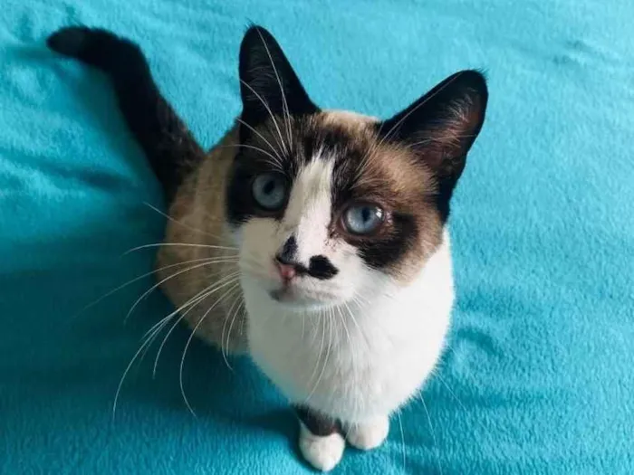Gato raça Siamisto  idade 1 ano nome Baunilha 