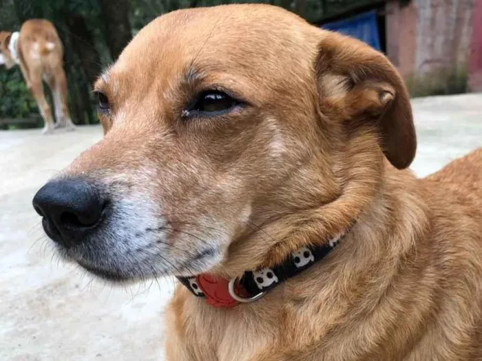 Cachorro raça SRD idade 3 anos nome Lady