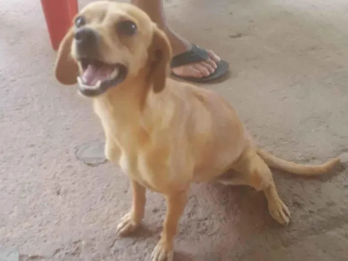 Cachorro ra a  idade 1 ano nome Cristal