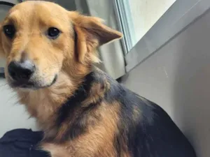 Cachorro raça Mistura de pastor alemão com vira lata  idade 1 ano nome Apollo