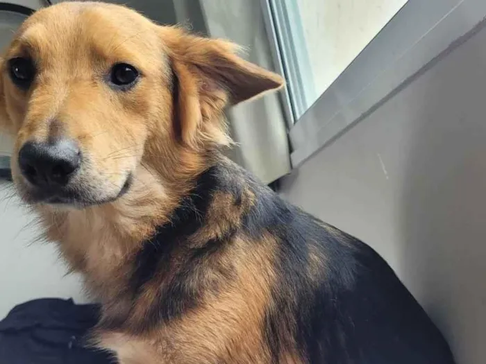 Cachorro ra a Mistura de pastor alemão com vira lata  idade 1 ano nome Apollo