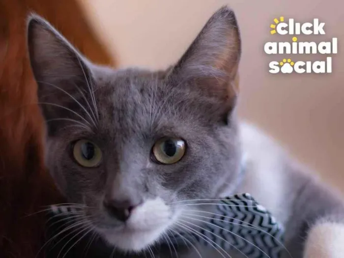 Gato ra a SRD idade 2 a 6 meses nome BOOBY