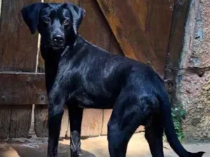 Cachorro raça Desconhecida idade 2 anos nome Diego