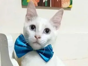 Gato raça SRD-ViraLata idade 2 a 6 meses nome Rael