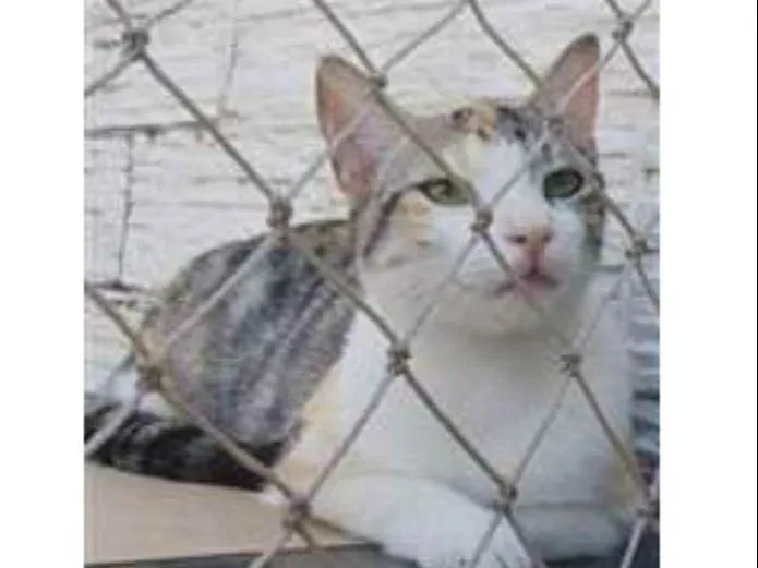 Gato ra a srd tricolor branca idade 1 ano nome PENÉLOPE 