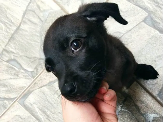 Cachorro ra a SRD-ViraLata idade 2 a 6 meses nome Pantera 