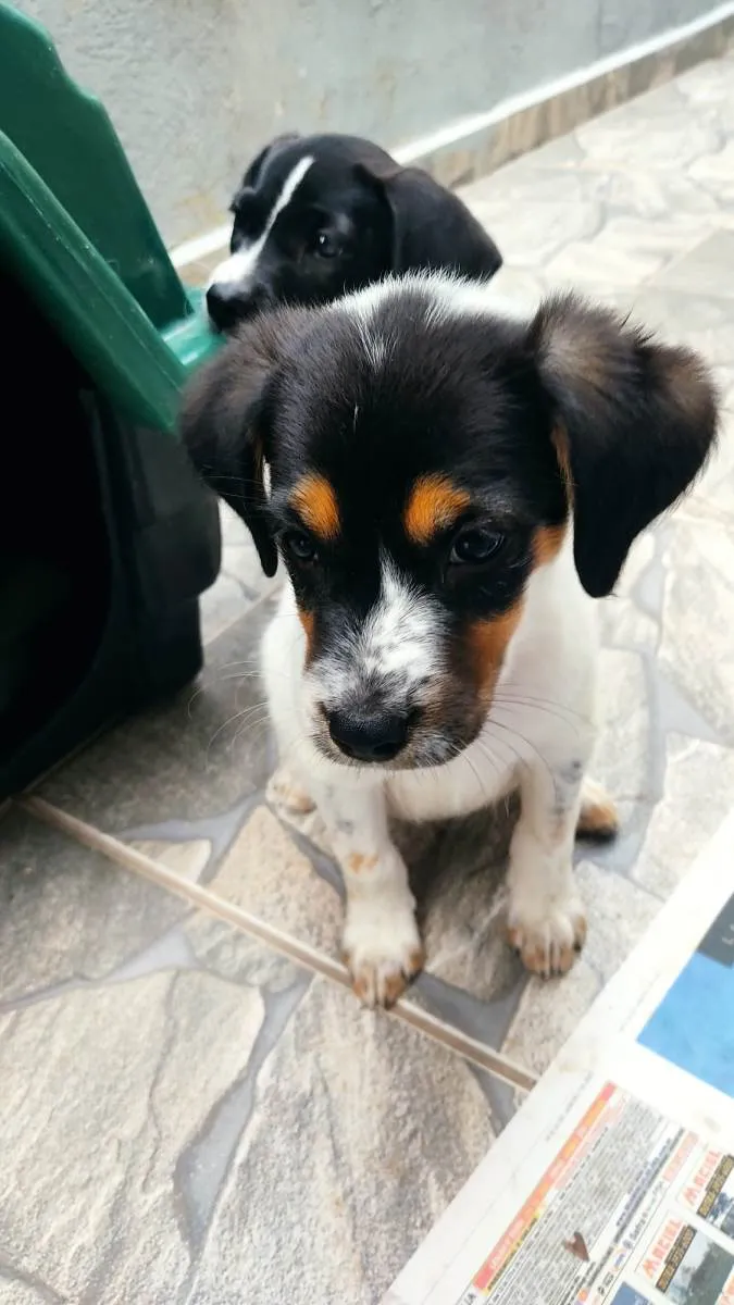 Cachorro ra a SRD-ViraLata idade 2 a 6 meses nome Mel