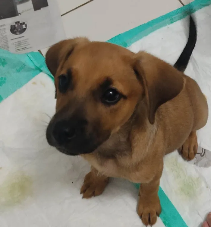 Cachorro ra a SRD-ViraLata idade 2 a 6 meses nome S/N