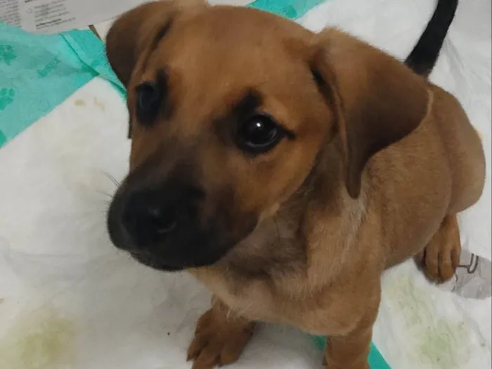 Cachorro ra a SRD-ViraLata idade 2 a 6 meses nome S/N