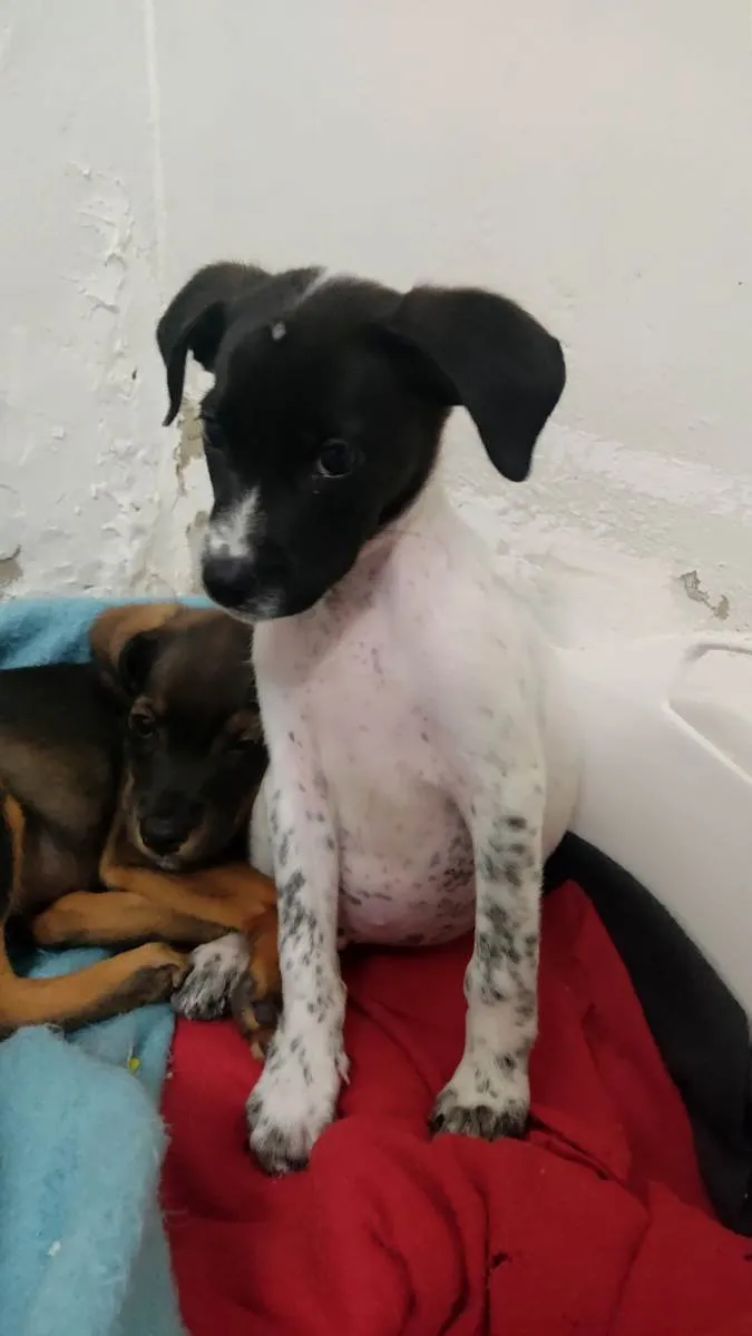 Cachorro ra a SRD-ViraLata idade 2 a 6 meses nome S/N