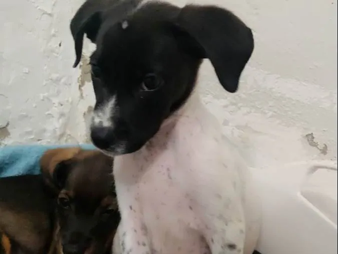 Cachorro ra a SRD-ViraLata idade 2 a 6 meses nome S/N