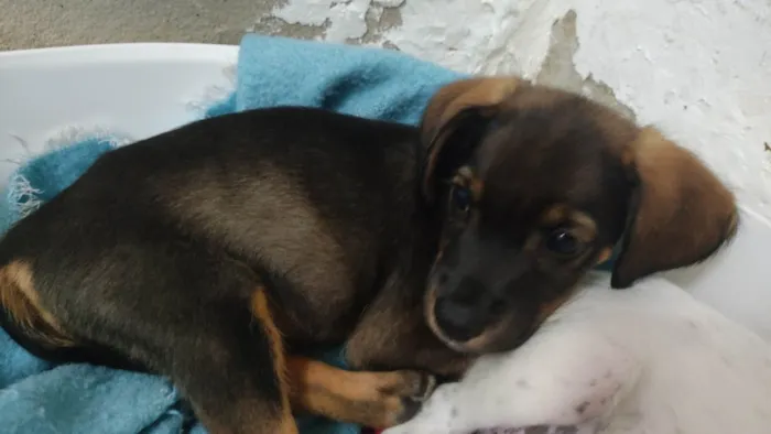 Cachorro ra a SRD-ViraLata idade 2 a 6 meses nome S/N