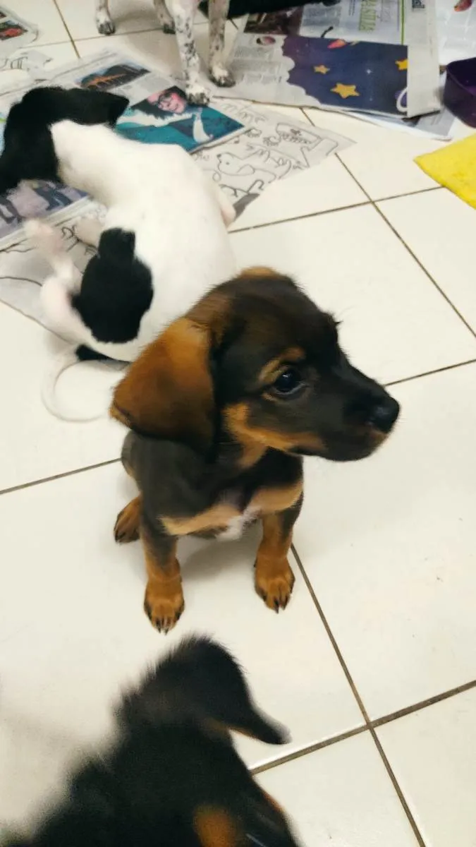 Cachorro ra a SRD-ViraLata idade 2 a 6 meses nome S/N