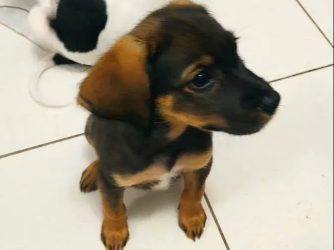Cachorro ra a SRD-ViraLata idade 2 a 6 meses nome S/N